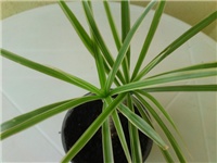 5d770ff7-dracena (2).jpg